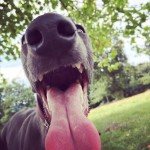 "Bruce" - Better house trained than Charlie Baxendale